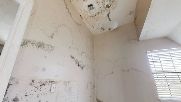 Best Mold Odor Removal Services  in St Ansgar, IA
