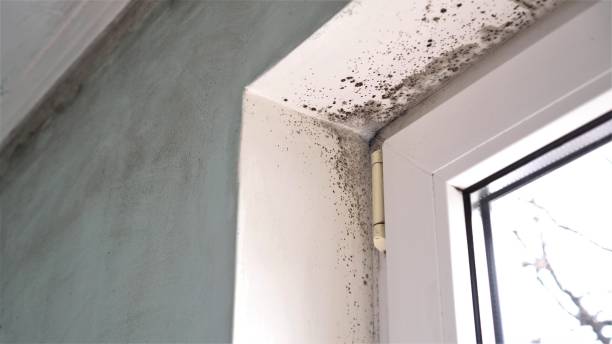 Best Comprehensive Air Testing for Mold Contaminants  in St Ansgar, IA