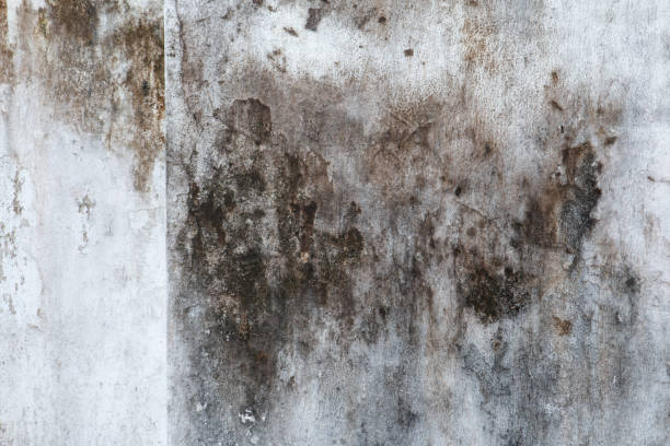 Best Water Damage & Mold Remediation  in St Ansgar, IA