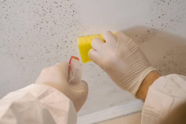 Best Mold Prevention Services  in St Ansgar, IA