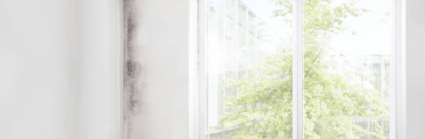 Trusted St Ansgar, IA Mold Removal Experts
