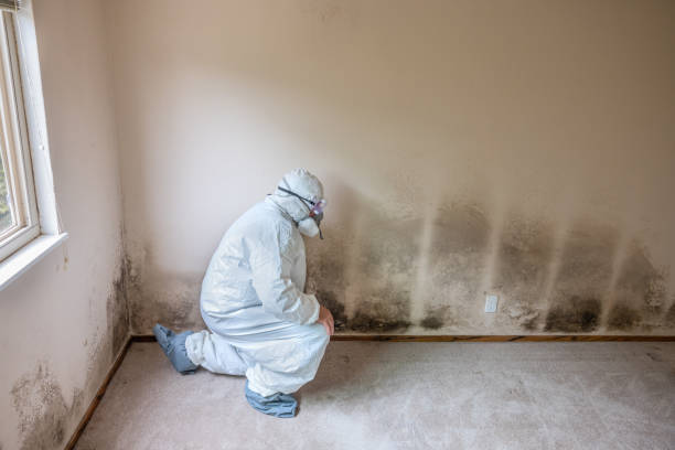 Mold Odor Removal Services in St Ansgar, IA