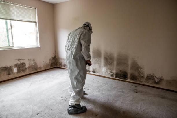 Best Residential Mold Inspection & Testing  in St Ansgar, IA