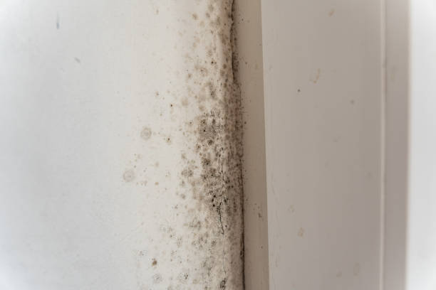 Best Mold-Related Health Consultation  in St Ansgar, IA