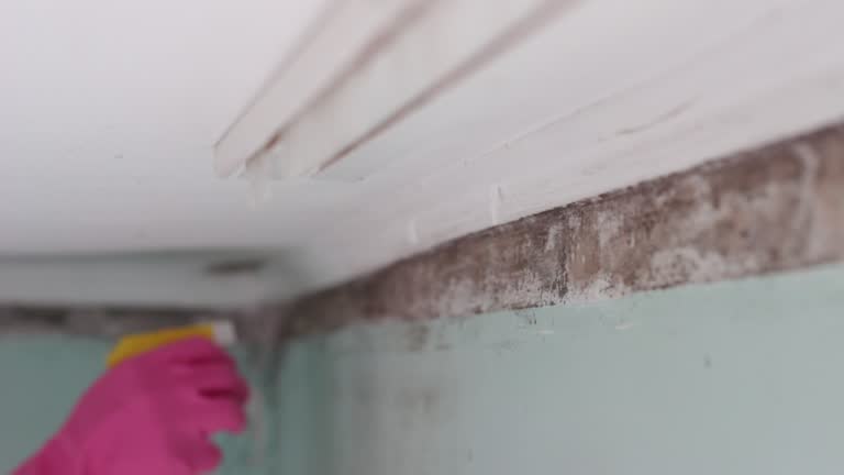 Best Black Mold Removal  in St Ansgar, IA