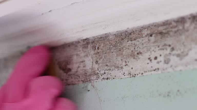 Best HVAC Mold Inspection and Cleaning  in St Ansgar, IA